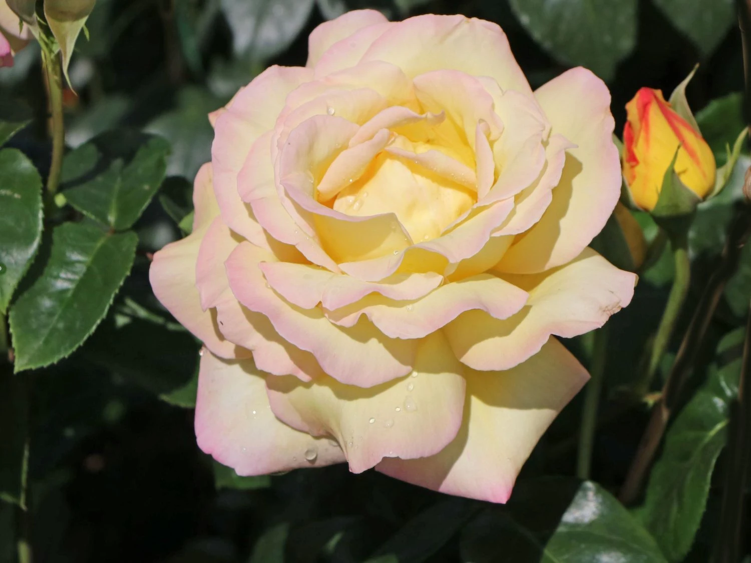 Edelrose 'Gloria Dei' / 'Peace' 4 Edelrose 'Gloria Dei' / 'Peace' – Bild 4