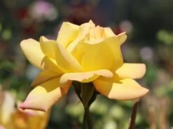 Edelrose 'Gloria Dei' / 'Peace' 23 Edelrose 'Gloria Dei' / 'Peace' -Edelrosen Geschaft edelrose gloria dei peace m002994 w 2