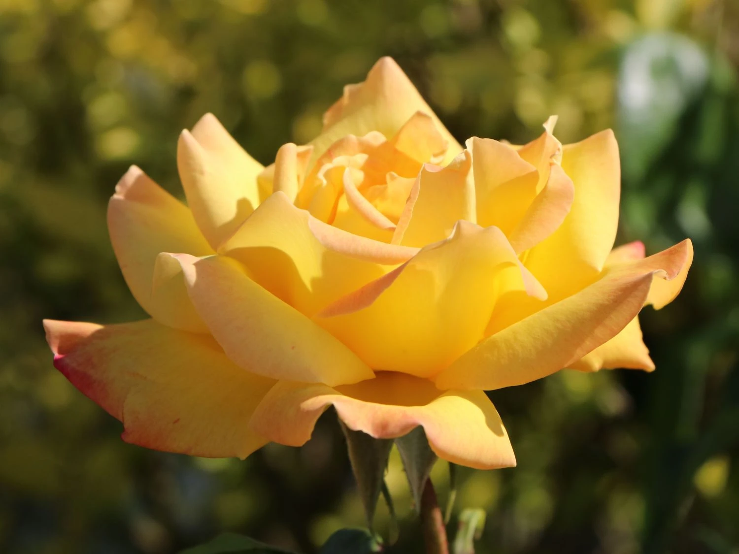 Edelrose 'Gloria Dei' / 'Peace' 8 Edelrose 'Gloria Dei' / 'Peace' – Bild 8