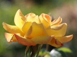 Edelrose 'Gloria Dei' / 'Peace' 24 Edelrose 'Gloria Dei' / 'Peace' -Edelrosen Geschaft edelrose gloria dei peace m002994 w 5