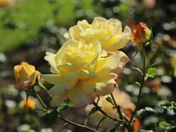 Edelrose 'Gloria Dei' / 'Peace' 27 Edelrose 'Gloria Dei' / 'Peace' -Edelrosen Geschaft edelrose gloria dei peace m002994 w 8