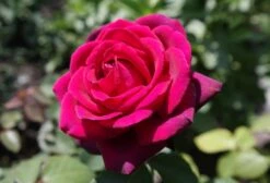 Edelrose Parfuma ® 'Gräfin Diana' ® -Edelrosen Geschaft edelrose graefin diana m056577 476369 0