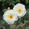 Edelrose 'Grand Nord'