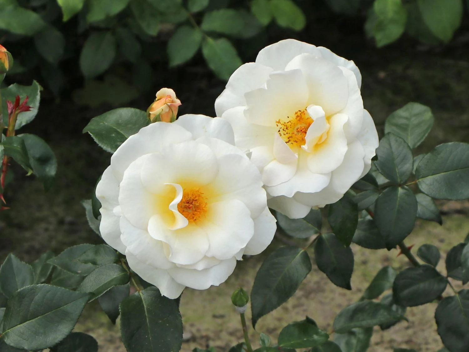 Edelrose 'Grand Nord' 1 Edelrose 'Grand Nord'