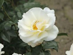 Edelrosen Geschaft -Edelrosen Geschaft edelrose grand nord m122073 w 0