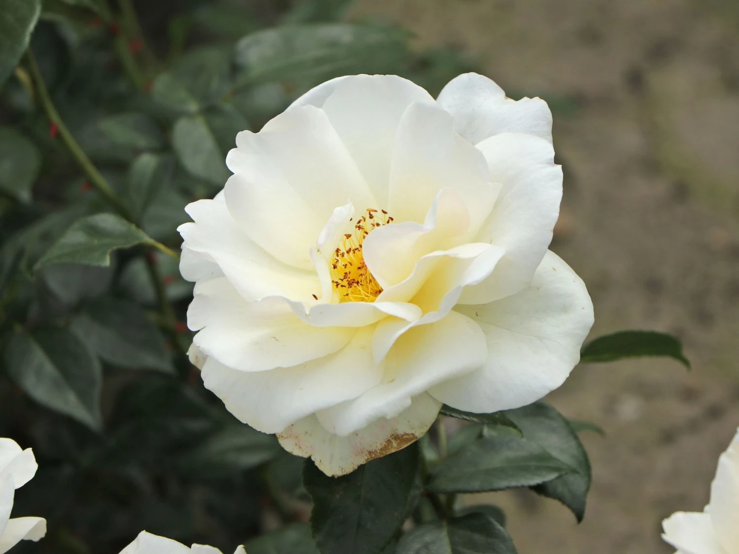 Edelrose 'Grand Nord' 2 Edelrose 'Grand Nord' – Bild 2