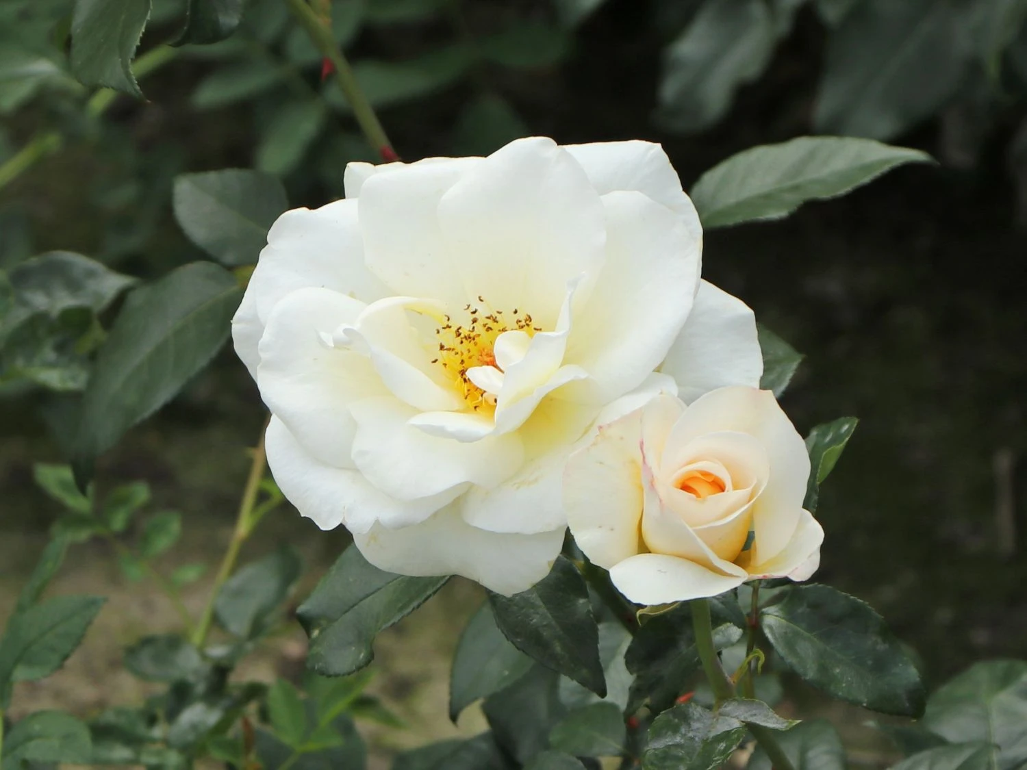 Edelrose 'Grand Nord' 5 Edelrose 'Grand Nord' – Bild 5