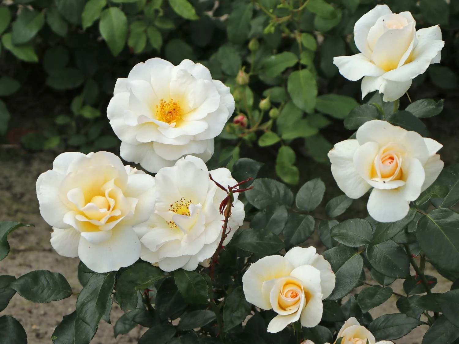 Edelrose 'Grand Nord' 12 Edelrose 'Grand Nord' – Bild 12