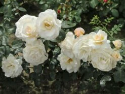 Edelrose 'Grand Nord' 17 Edelrose 'Grand Nord' -Edelrosen Geschaft edelrose grand nord m122073 w 2