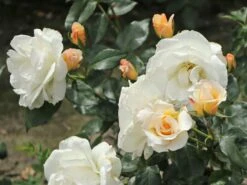 Edelrose 'Grand Nord' 14 Edelrose 'Grand Nord' -Edelrosen Geschaft edelrose grand nord m122073 w 3