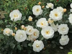 Edelrose 'Grand Nord' 15 Edelrose 'Grand Nord' -Edelrosen Geschaft edelrose grand nord m122073 w 4