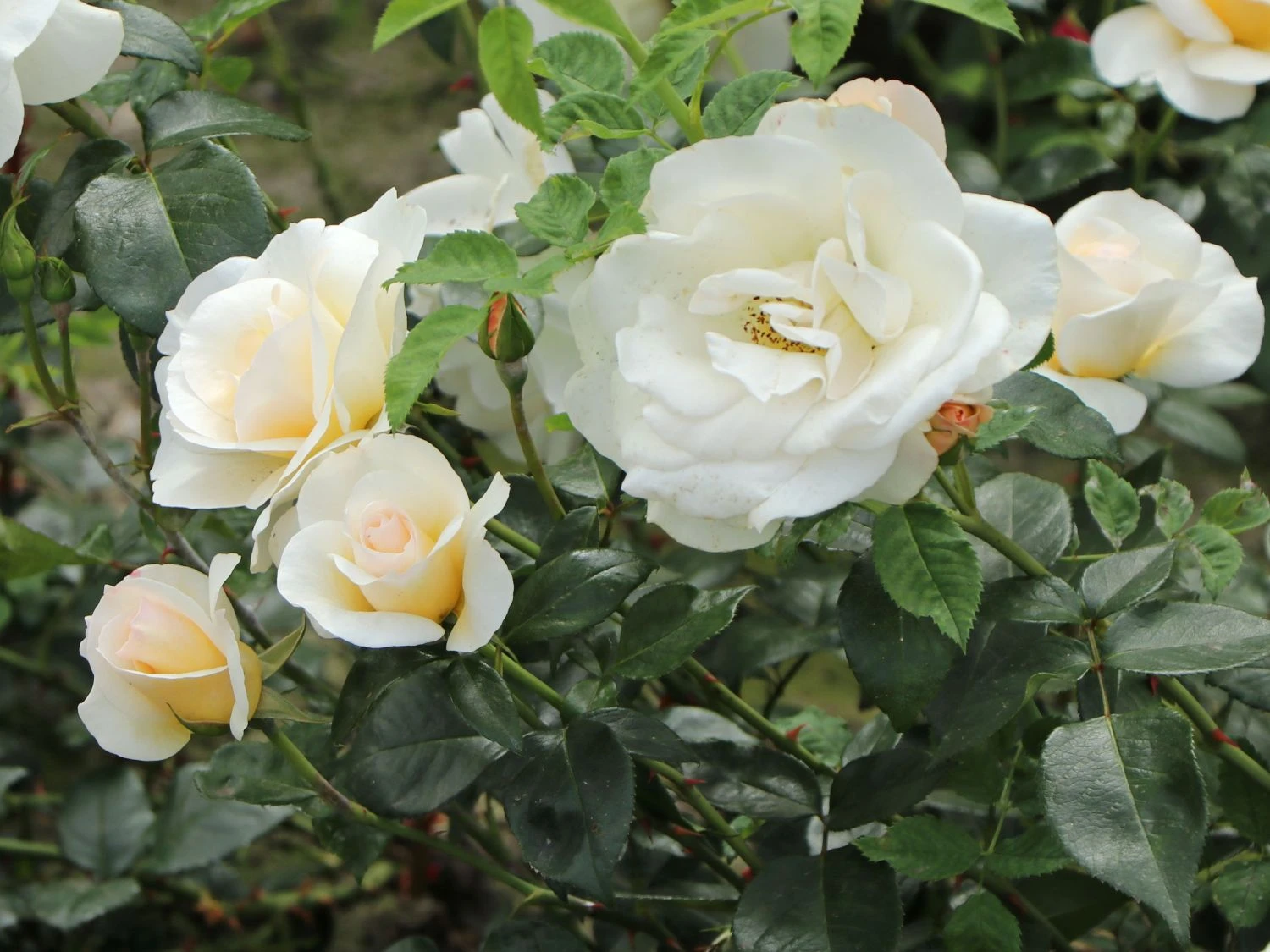 Edelrose 'Grand Nord' 9 Edelrose 'Grand Nord' – Bild 9