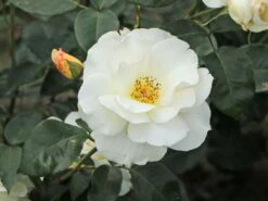 Edelrose 'Grand Nord' 21 Edelrose 'Grand Nord' -Edelrosen Geschaft edelrose grand nord m122073 w 6