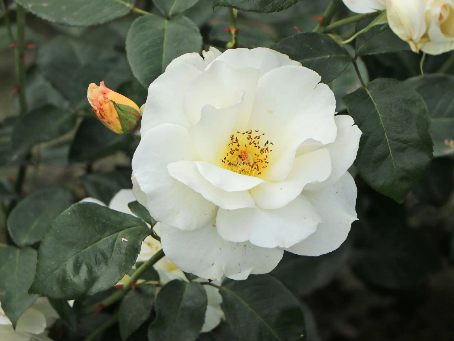 Edelrose 'Grand Nord' 10 Edelrose 'Grand Nord' – Bild 10