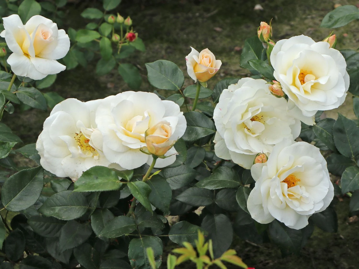 Edelrose 'Grand Nord' 7 Edelrose 'Grand Nord' – Bild 7