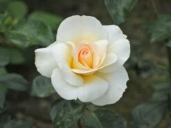 Edelrose 'Grand Nord' 19 Edelrose 'Grand Nord' -Edelrosen Geschaft edelrose grand nord m122073 w 8