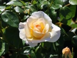 Edelrose 'Grand Nord' 22 Edelrose 'Grand Nord' -Edelrosen Geschaft edelrose grand nord m122073 w 9