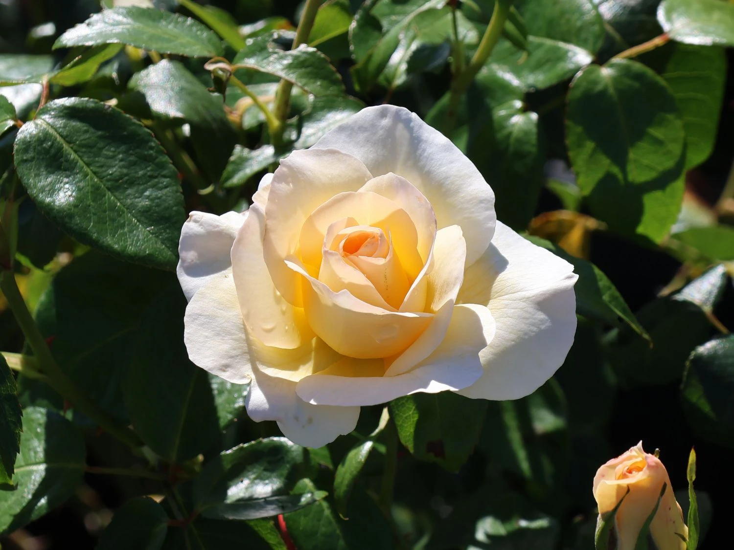 Edelrose 'Grand Nord' 11 Edelrose 'Grand Nord' – Bild 11