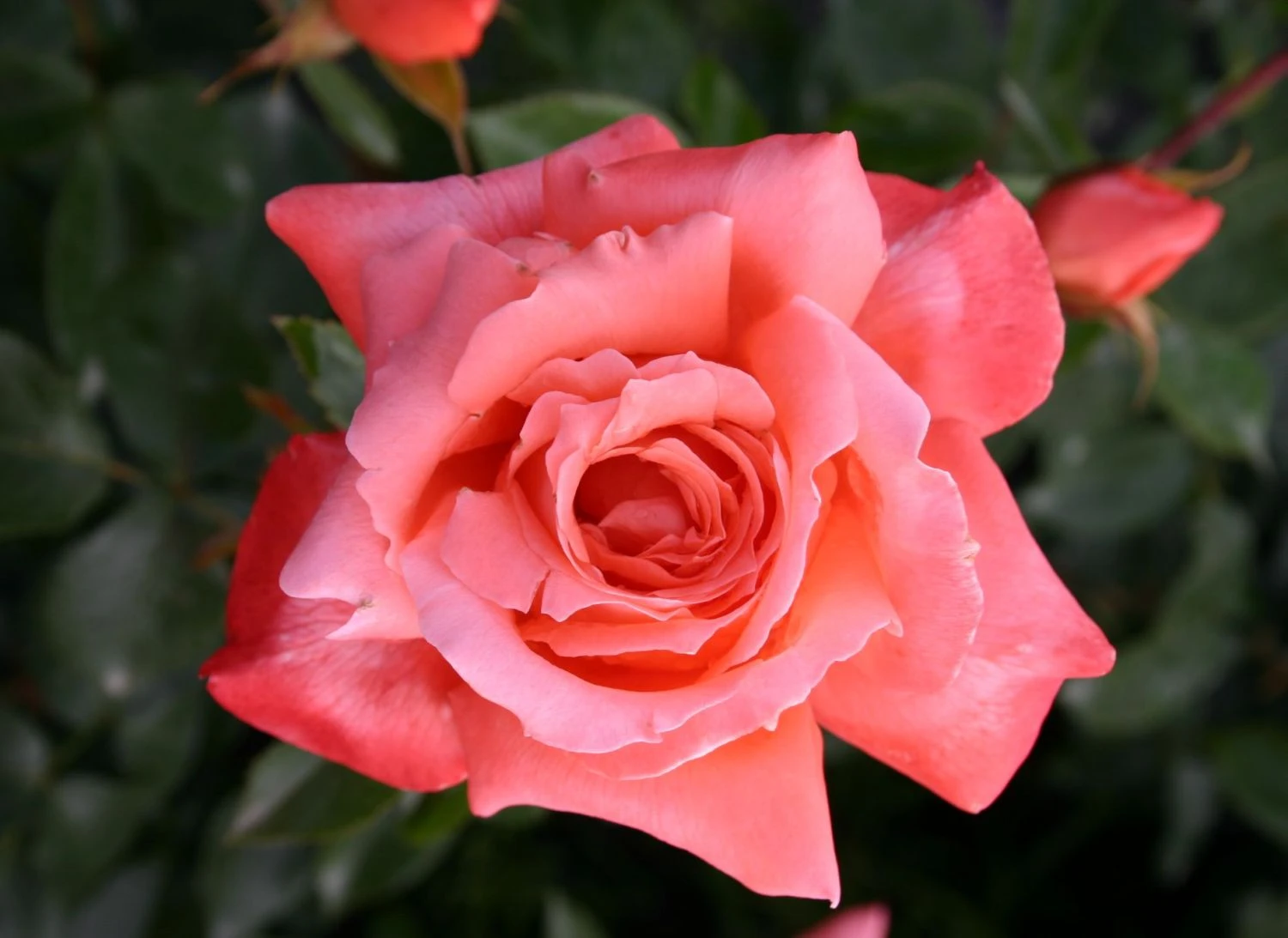 Edelrose 'Hamburger Deern' ® 2 Edelrose 'Hamburger Deern' ® – Bild 2