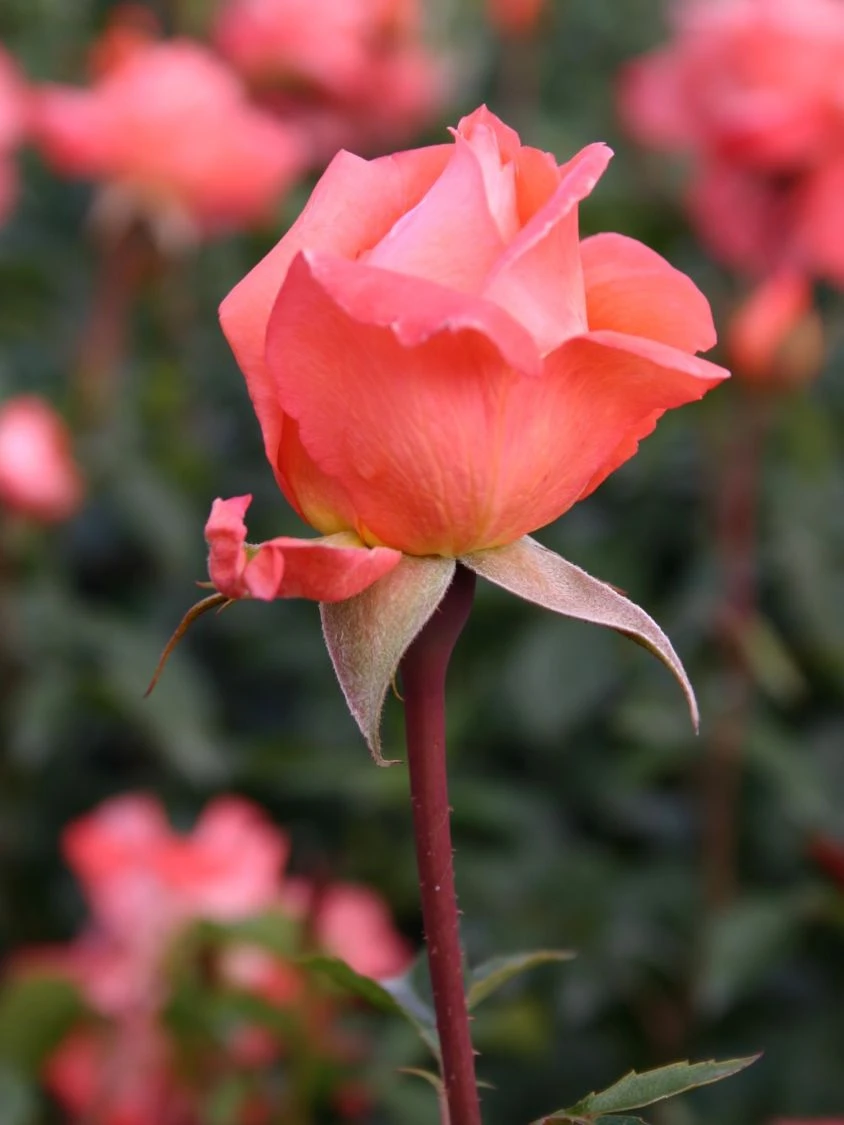 Edelrose 'Hamburger Deern' ® 3 Edelrose 'Hamburger Deern' ® – Bild 3