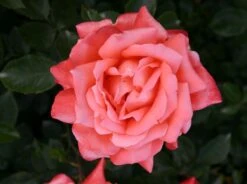 Edelrose 'Hamburger Deern' ® 11 Edelrose 'Hamburger Deern' ® -Edelrosen Geschaft edelrose hamburger deern m003496 w 2