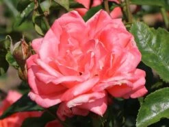 Edelrose 'Hamburger Deern' ® 12 Edelrose 'Hamburger Deern' ® -Edelrosen Geschaft edelrose hamburger deern m003496 w 4