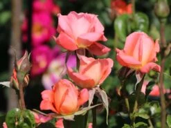 Edelrose 'Hamburger Deern' ® 14 Edelrose 'Hamburger Deern' ® -Edelrosen Geschaft edelrose hamburger deern m003496 w 5