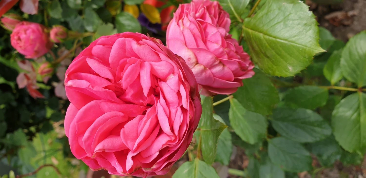 Edelrose 'Happy Piano' ® 5 Edelrose 'Happy Piano' ® – Bild 5