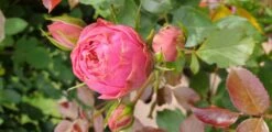 Edelrose 'Happy Piano' ® 8 Edelrose 'Happy Piano' ® -Edelrosen Geschaft edelrose happy piano m094430 104383 1