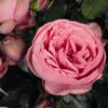 Edelrose 'Happy Piano' ®