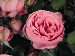 Edelrose 'Happy Piano' ®