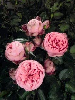 Edelrose 'Happy Piano' ® 7 Edelrose 'Happy Piano' ® -Edelrosen Geschaft edelrose happy piano m094430 w 1