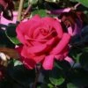 Edelrose 'Hot Lady' ®