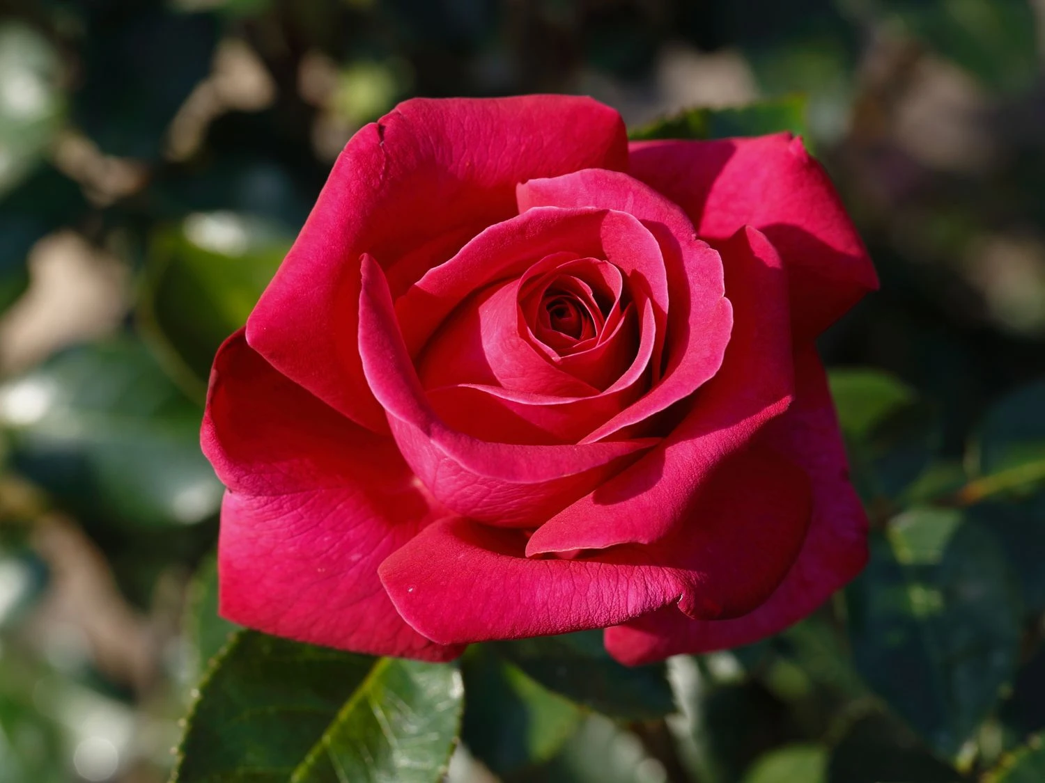 Edelrose 'Hot Lady' ® 2 Edelrose 'Hot Lady' ® – Bild 2