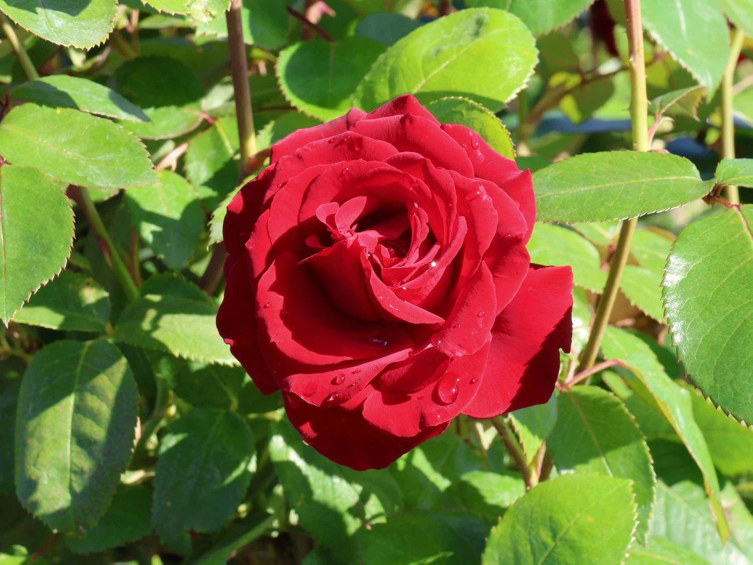 Edelrose 'Ingrid Bergman' ® 2 Edelrose 'Ingrid Bergman' ® – Bild 2