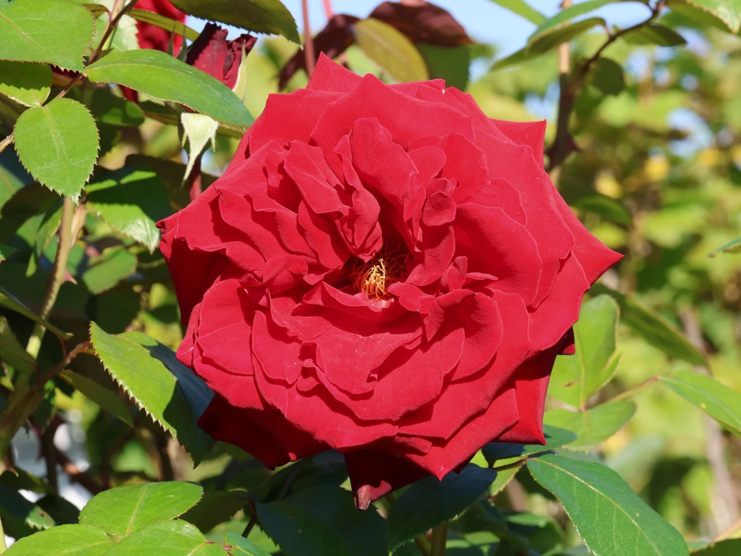 Edelrose 'Ingrid Bergman' ® 8 Edelrose 'Ingrid Bergman' ® – Bild 8