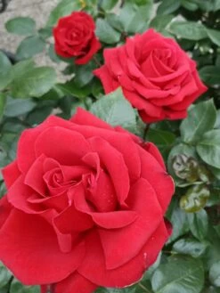 Edelrose 'Ingrid Bergman' ® 26 Edelrose 'Ingrid Bergman' ® -Edelrosen Geschaft edelrose ingrid bergmann m003498 977702 1