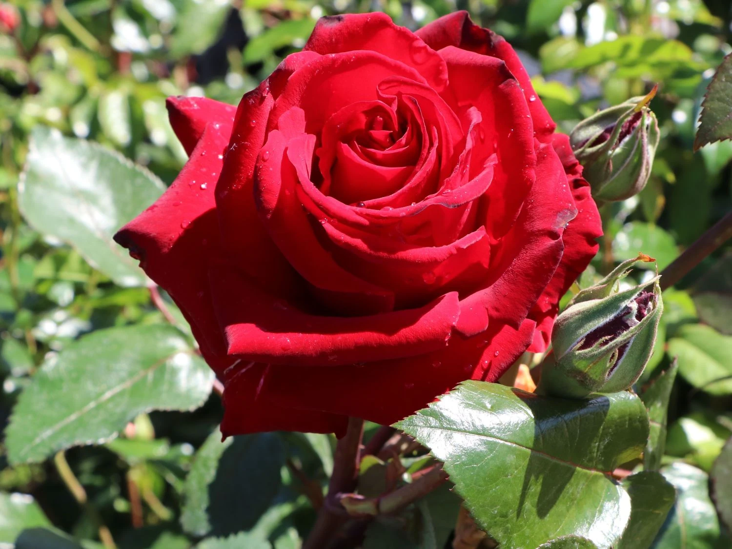 Edelrose 'Ingrid Bergman' ® 1 Edelrose 'Ingrid Bergman' ®