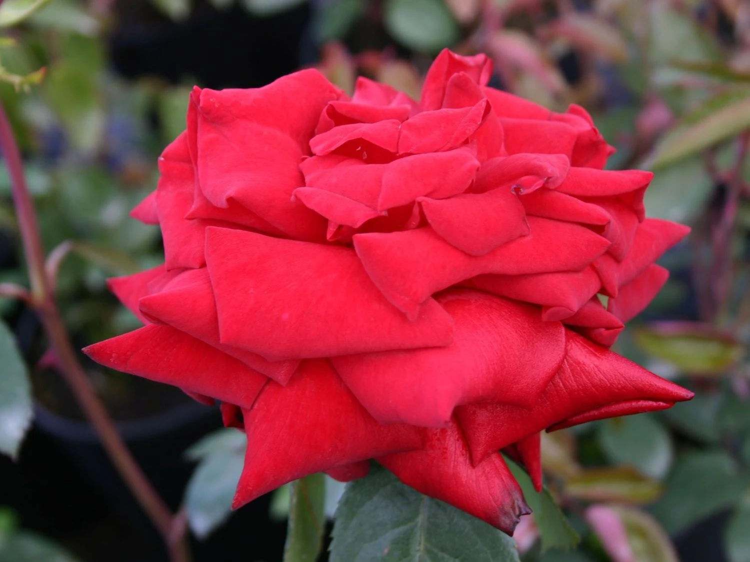 Edelrose 'Ingrid Bergman' ® 11 Edelrose 'Ingrid Bergman' ® – Bild 11