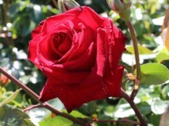 Edelrose 'Ingrid Bergman' ® 20 Edelrose 'Ingrid Bergman' ® -Edelrosen Geschaft edelrose ingrid bergmann m003498 w 2