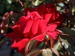 Edelrose 'Ingrid Bergman' ® 19 Edelrose 'Ingrid Bergman' ® -Edelrosen Geschaft edelrose ingrid bergmann m003498 w 3