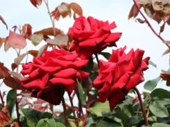 Edelrose 'Ingrid Bergman' ® 17 Edelrose 'Ingrid Bergman' ® -Edelrosen Geschaft edelrose ingrid bergmann m003498 w 4