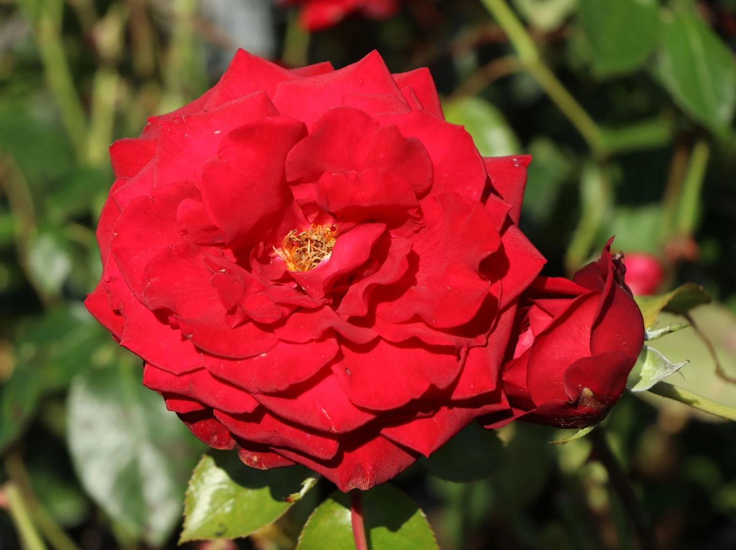 Edelrose 'Ingrid Bergman' ® 10 Edelrose 'Ingrid Bergman' ® – Bild 10