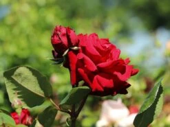 Edelrose 'Ingrid Bergman' ® 18 Edelrose 'Ingrid Bergman' ® -Edelrosen Geschaft edelrose ingrid bergmann m003498 w 6