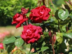 Edelrose 'Ingrid Bergman' ® 22 Edelrose 'Ingrid Bergman' ® -Edelrosen Geschaft edelrose ingrid bergmann m003498 w 7