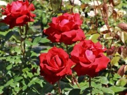Edelrose 'Ingrid Bergman' ® 16 Edelrose 'Ingrid Bergman' ® -Edelrosen Geschaft edelrose ingrid bergmann m003498 w 8