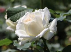 Edelrose 'Irina' ®
