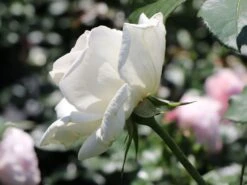 Edelrose 'Irina' ® -Edelrosen Geschaft edelrose irina m101987 w 0