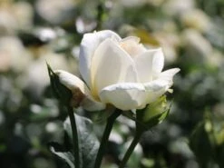 Edelrose 'Irina' ® -Edelrosen Geschaft edelrose irina m101987 w 2