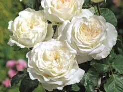 Edelrose 'Irina' ® -Edelrosen Geschaft edelrose irina m101987 w 4